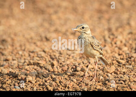 Paddyfield Pieper (Anthus Rufulus) mit Insekten Beute im Schnabel. Provinz Ratchaburi. Thailand. Stockfoto