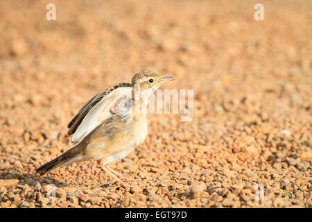 Paddyfield Pieper (Anthus Rufulus) mit den Flügeln auf Flussschotter. Provinz Ratchaburi. Thailand. Stockfoto