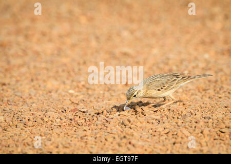 Paddyfield Pieper (Anthus Rufulus) mit Insekten Beute im Schnabel. Provinz Ratchaburi. Thailand. Stockfoto