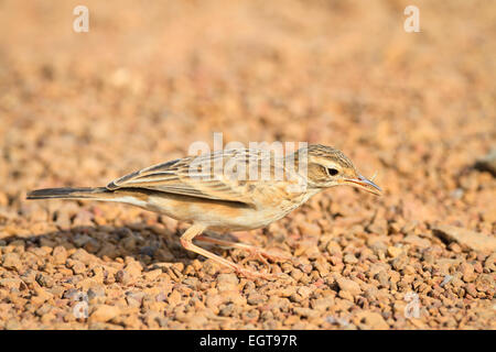 Paddyfield Pieper (Anthus Rufulus) mit Insekten Beute im Schnabel. Provinz Ratchaburi. Thailand. Stockfoto