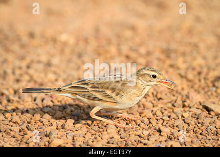 Paddyfield Pieper (Anthus Rufulus) mit Insekten Beute im Schnabel. Provinz Ratchaburi. Thailand. Stockfoto