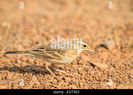 Paddyfield Pieper (Anthus Rufulus) auf der Suche nach Nahrung auf Flussschotter. Provinz Ratchaburi. Thailand. Stockfoto