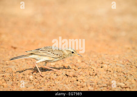 Paddyfield Pieper (Anthus Rufulus) auf der Suche nach Nahrung auf Flussschotter. Provinz Ratchaburi. Thailand. Stockfoto