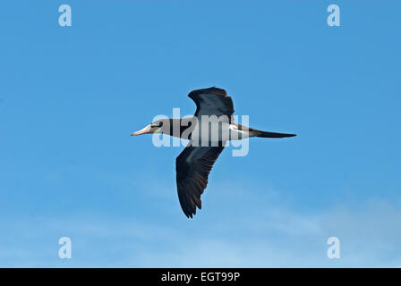 Braune Tölpel, Sula Leucogaster, während des Fluges. Braune Sprengfallen vor blauem Himmel mit weißen flauschigen Wolken fliegen. Stockfoto