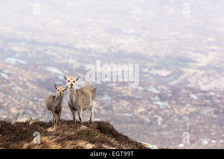 Weibliche Hirsche mit Kalb am winterlichen Berg Moor in Wicklow Irland Stockfoto