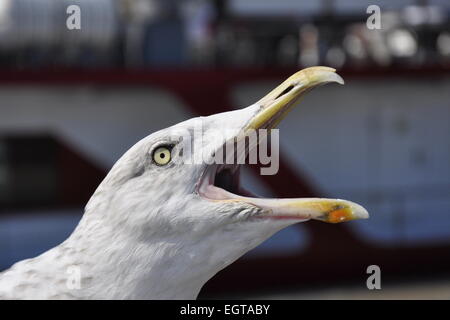 Eine schreiende Möwe (Larus Argentatus) an der Ostseeküste in Deutschland auf Rugia Insel; Sassnitz Stockfoto