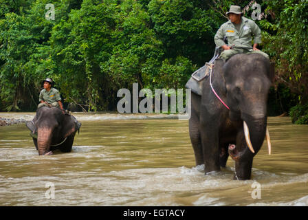 Elefanten marschieren im Gunung Leuser Nationalpark, Sumatra, Indonesien. Stockfoto