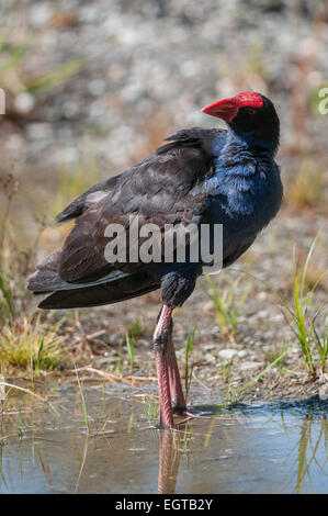 Pukeko (Porphyrio Melanotus), Lake Matheson, Südalpen, West Coast, Südinsel, Neuseeland. Stockfoto