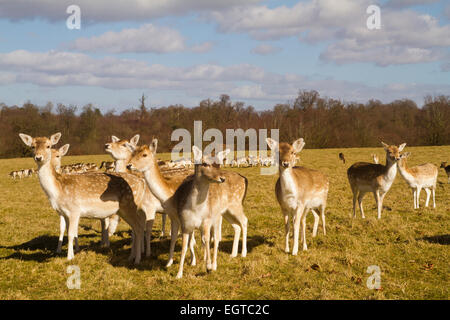 Damwild in Briths Landschaft im winter Stockfoto