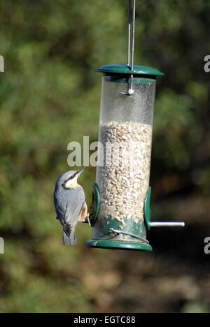 Kleiber Sitta Europaea, auf Garten Futterhaus mit Sonnenblumenkernen gefüllt. Stockfoto