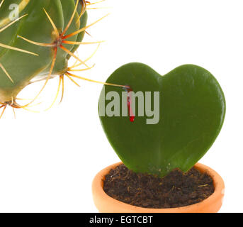 Herzförmige Kaktus und ist von einer anderen Pflanze mit Dornen gestochen. Stockfoto