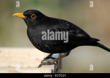 Männliche Amsel, Turdus Merula, hocken auf einem hölzernen birdtable Stockfoto