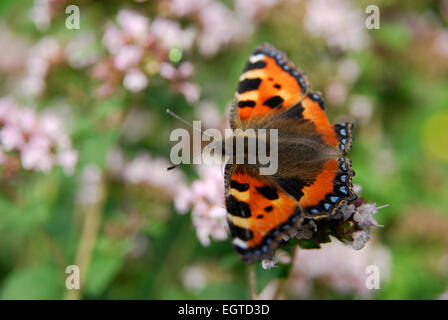 Kleiner Fuchs, Aglais Urticae, ernähren sich von Marjorum oder Oregano Blüten Stockfoto