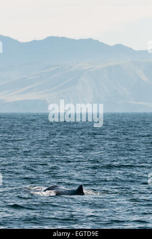 Pottwal (Physeter Macrocephalus) im Süd-Pazifik in der Nähe von Kaikoura, Canterbury, Südinsel, Neuseeland. Stockfoto