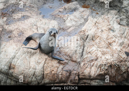 Die New Zealand Seebär (Arctocephalus Forsteri) (Kekeno) Kolonie Ohau Point, Canterbury, Südinsel, Neuseeland. Stockfoto