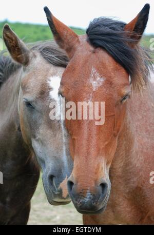 New Forest Ponys mit langen Gesichtern, beschnitten Nahaufnahme Kopfaufnahme, Hampshire, Großbritannien Stockfoto