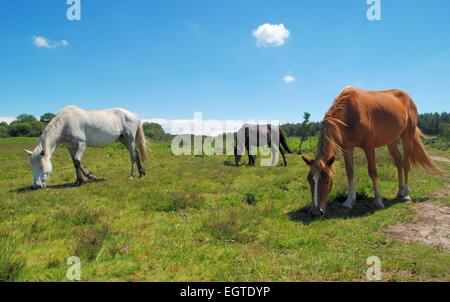 Drei verschiedene farbige New Forest Ponys grasen im Sommer Sonnenschein, Hampshire, Großbritannien. Stockfoto