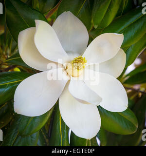Magnolia Blumen in Natchitoches, eine Stadt und Parish Seat Natchitoches Parish, Louisiana, USA Stockfoto