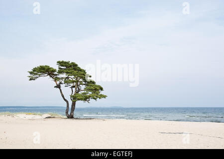 Schöner Baum am Sandstrand in Åhus, Schweden. Stockfoto