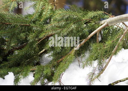 gefallenen Baum Tannenzweig im Schnee Stockfoto