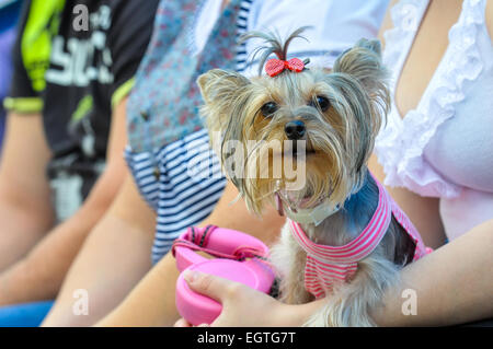 Yorkshire-Terrier Stockfoto