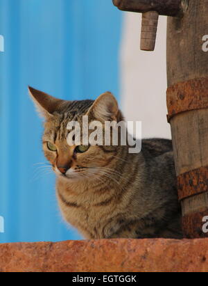 Dorf-Kat. Tabby Katze sitzt vom alten Faß blauen Hintergrund Masca-Teneriffa Stockfoto