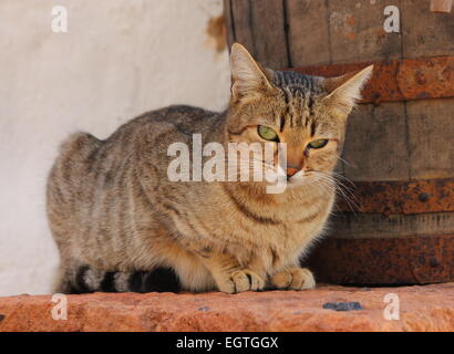 Dorf-Katze-Masca-Teneriffa. Tabby Katze auf Mauer, altes Fass hinter Stockfoto