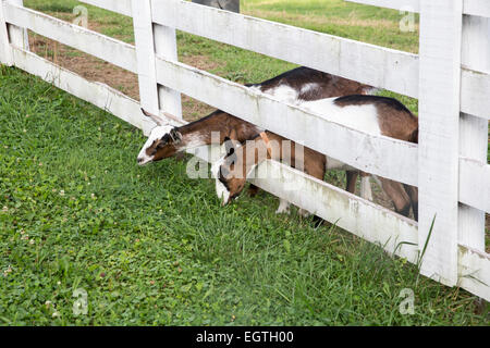 Hausziegen auf der Alm, Sulztal-Alm, Längenfeld, Ötztal, Tirol