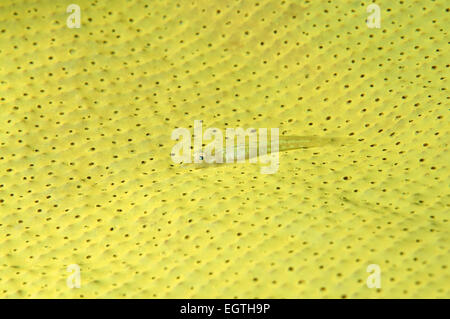 Großen Peitsche Grundel oder White-Line Seawhip Grundel (Bryaninops Amplus) Bohol Sea, Philippin, Südost-Asien Stockfoto