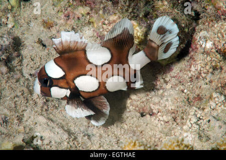 Juvenile Harlekin Süßlippen (Plectorhinchus Chaetodonoides) Bohol Sea, Oslob, Cebu, Philippinen, Südostasien Stockfoto