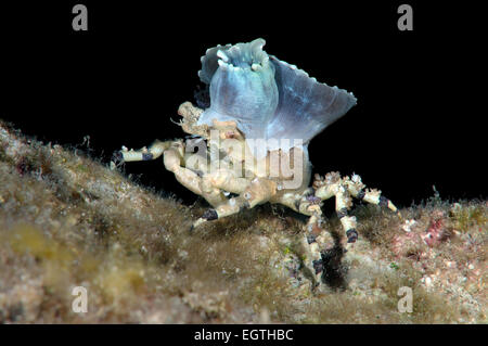 Corallimorph Dekorateur Krabbe (Cyclocoeloma Tuberculata) mit Seeanemonen auf der Rückseite. Bohol Sea, Cebu, Philippinen Stockfoto