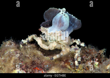 Corallimorph Dekorateur Krabbe (Cyclocoeloma Tuberculata) mit Seeanemonen auf der Rückseite. Bohol Sea, Cebu, Philippinen Stockfoto