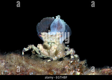 Corallimorph Dekorateur Krabbe (Cyclocoeloma Tuberculata) mit Seeanemonen auf der Rückseite. Bohol Sea, Cebu, Philippinen Stockfoto