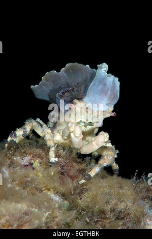 Corallimorph Dekorateur Krabbe (Cyclocoeloma Tuberculata) mit Seeanemonen auf der Rückseite. Bohol Sea, Cebu, Philippinen Stockfoto