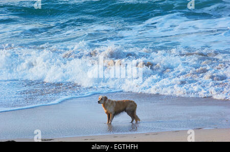 Nassen Golden Retriever Hund am Rand des Atlantischen Ozeans Porthmeor Beach St Ives Cornwall England Europa Stockfoto