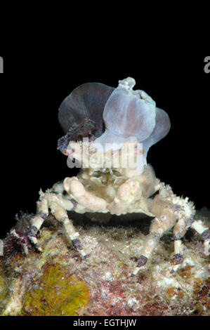 Corallimorph Dekorateur Krabbe (Cyclocoeloma Tuberculata) mit Seeanemonen auf der Rückseite. Bohol Sea, Cebu, Philippinen Stockfoto