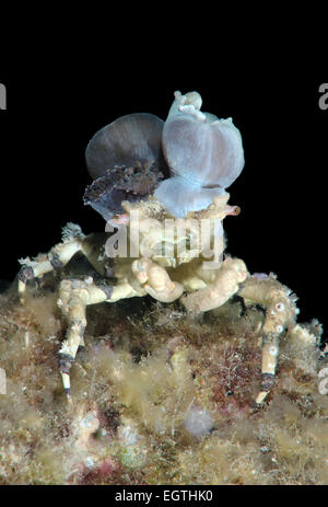 Corallimorph Dekorateur Krabbe (Cyclocoeloma Tuberculata) mit Seeanemonen auf der Rückseite. Bohol Sea, Cebu, Philippinen Stockfoto