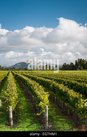 Weingut, Haumoana, Mill Road, North Island, Neuseeland, Hawkes Bay. Stockfoto