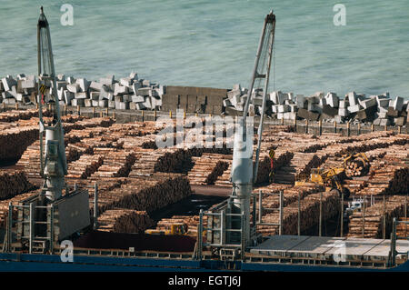 Holz in Napier Port, Napier, Hawkes Bay, North Island, Neuseeland. Stockfoto