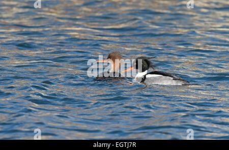 Männliche und weibliche Red-breasted Prototyp-Mergus Serrator. UK Stockfoto