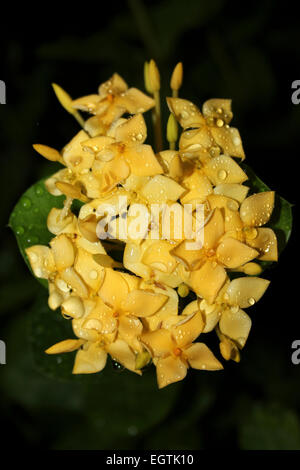 Flamme des Waldes Ixora Coccinea gelbe Sorte (oder Dschungel Geranium, Dschungel-Flamme) Stockfoto