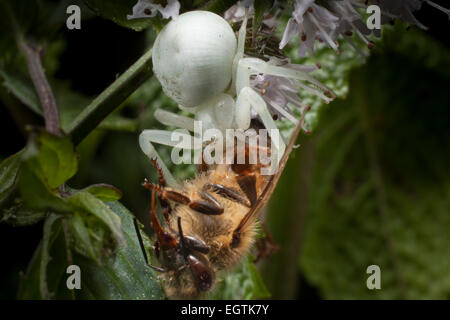 Ein White-Krabbenspinne (Arachnida, Araneae, Thomisidiae), lauern in einer Minze Blüte fängt eine Honigbiene. Stockfoto