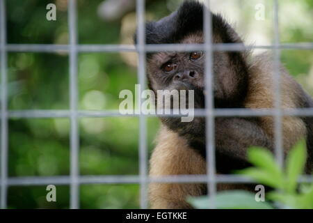 Ein gerettete schwarz-capped Kapuziner-Affen schaut aus seinem Käfig im Monkey Sanctuary in Looe, Cornwall, England Stockfoto