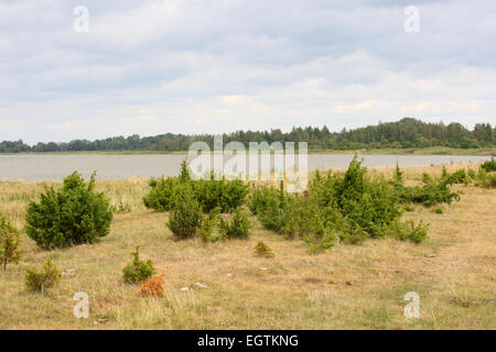 Einzigartige Landform Alvar Ebene mit Wacholder in Matsalu Nationalpark, Estland Stockfoto