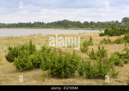 Einzigartige Landform Alvar Ebene mit Wacholder in Matsalu Nationalpark, Estland Stockfoto