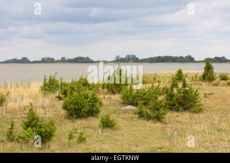 Einzigartige Landform Alvar Ebene mit Wacholder in Matsalu Nationalpark, Estland Stockfoto