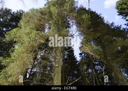 Baum, Winterlandschaft Stockfoto