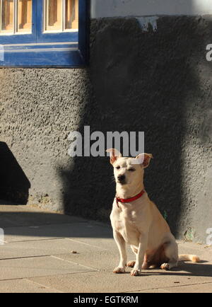 Kleiner Hund sitzt vor der alten Hütte am frühen Morgensonne, Puerto De La Cruz Teneriffa Stockfoto