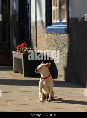 Kleiner Hund sitzt vor der alten Hütte am frühen Morgensonne, Puerto De La Cruz Teneriffa Stockfoto