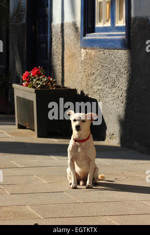 Kleiner Hund sitzt in der frühen Morgensonne, Puerto De La Cruz Teneriffa Stockfoto